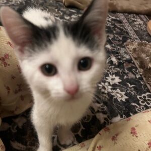 Meet your Posher, Susie